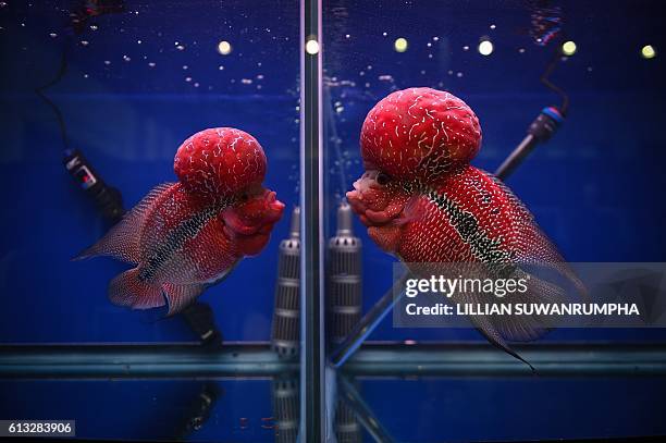 Two Flowerhorn cichlids face each other through separate glass tanks at a tropical and ornamental fish exhibition in Bangkok on October 8, 2016. /...