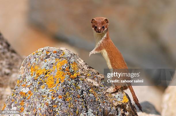 weasel - weasel stock pictures, royalty-free photos & images