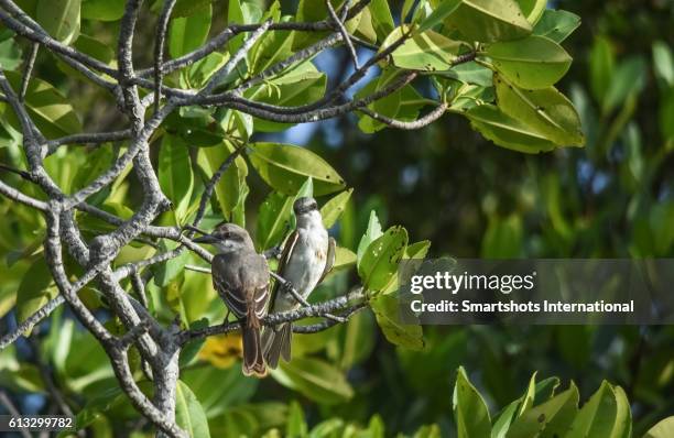 male and female loggerhead kingbirds (tyrannus caudifasciatus caudifasciatus) in cayo santa maria, cuba) - cayo santa maria stock-fotos und bilder