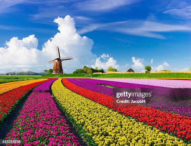 tulipes et moulins - fleurs jaune rouge photos et images de collection