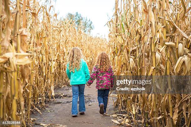 zwei mädchen wandern durch mais labyrinth im herbst - corn maze stock-fotos und bilder