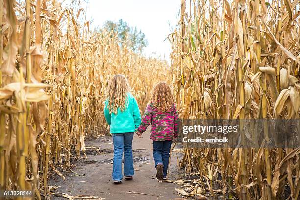 two girls walking through corn maze in autumn - corn maze stock pictures, royalty-free photos & images
