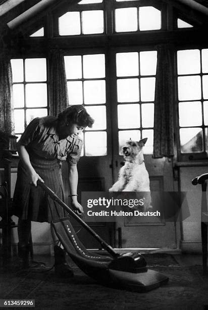 Asta, a wire haired terrier and a performer in the Stevenson Dog Act, practices a stunt by jumping over a vacuum cleaner as his trainer, Dianna...