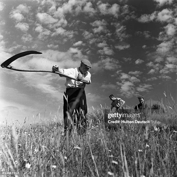 Mr. McDonald of Laxay reaps the crop with a scythe, as other farmers help with the harvest. Scotland. | Location: Laxay, Scotland, U.K..