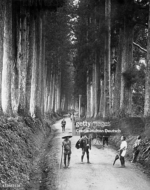 An avenue in Nikko, Japan, lined with cryptomeria trees.