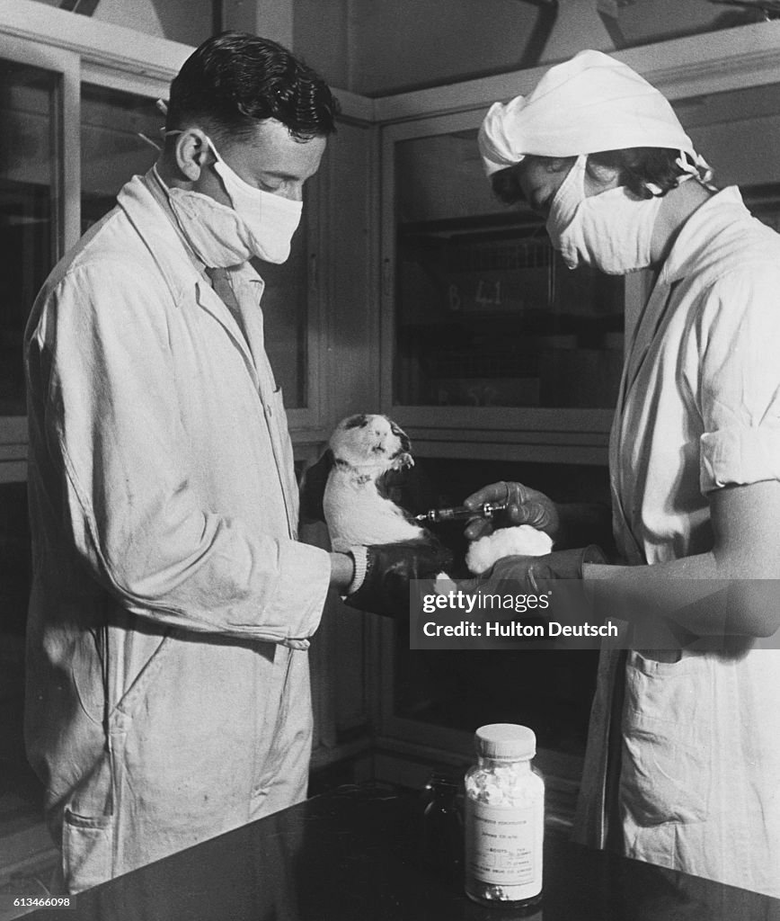 Injecting a Guinea Pig