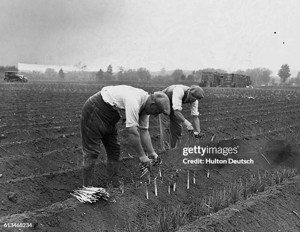 Two farm workers harvest asparagus in Worcestershire. | Location: Badsey, near Evesham, Worcestershire, England, U.K..