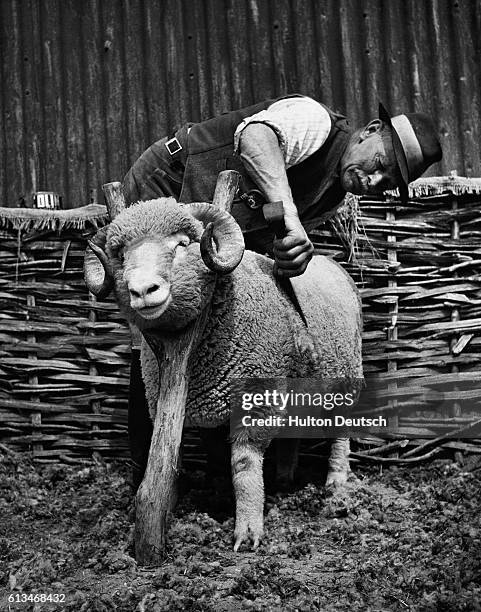 Fred Cadfdy, chief shepherd of Maiden Castle Farm, Dorchester, UK, trims a hogg held in a yoke in preparation for a country show and sale. A good ram...