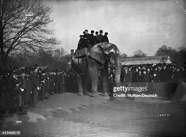 Jumbo the elephant, who appears with the Barnum Circus, provides entertainment for visitors at the Regent's Park zoo.