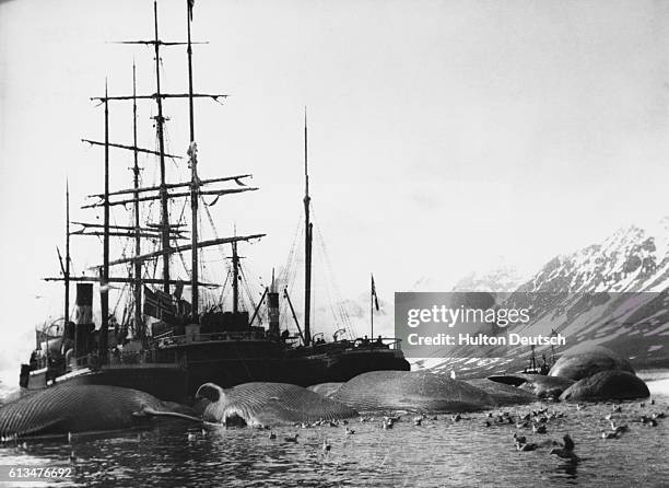 Whaler in Spitsbergen.