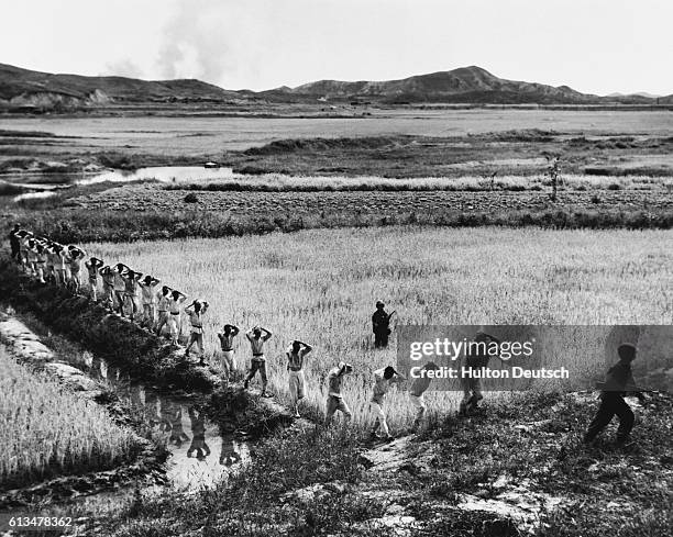 Korean Prison Rice Rice Paddy Korea Photos and Premium High Res Pictures - Getty Images