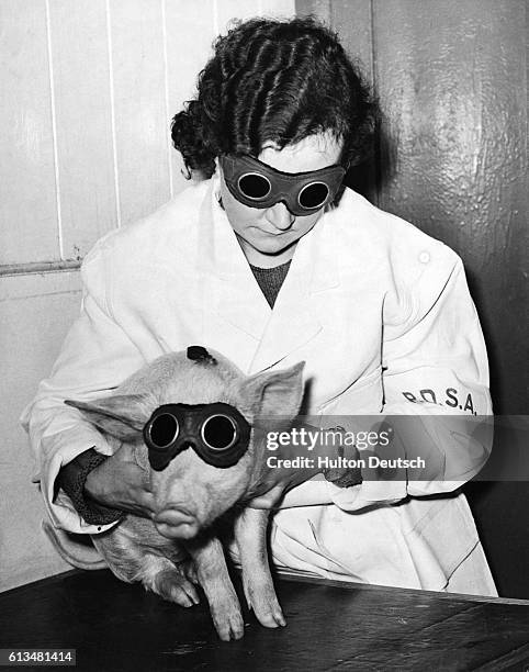 174 People's Dispensary For Sick Animals Photos and Premium High Res Pictures - Getty Images 174 People's Dispensary For Sick Animals Photos and Premium High Res Pictures - Getty Images