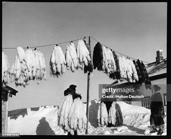 Airing Fox Pelts