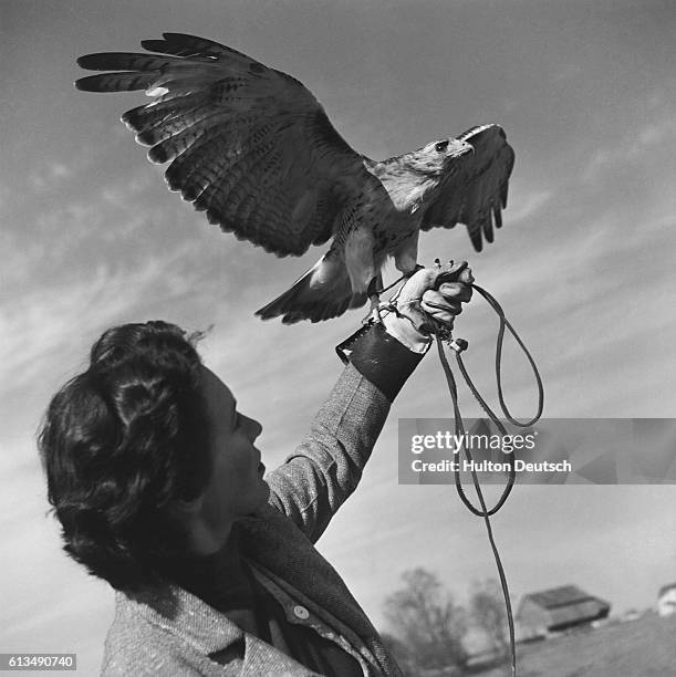 Domesticating the hawk is no warrant against cutting talons, so a thick leather glove must be worn for protection.