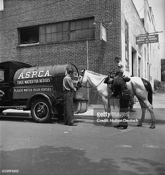 An animal welfare officer checks the tack of a horse as it fills up on free water from a truck supplied by the American Society for the Prevention of...