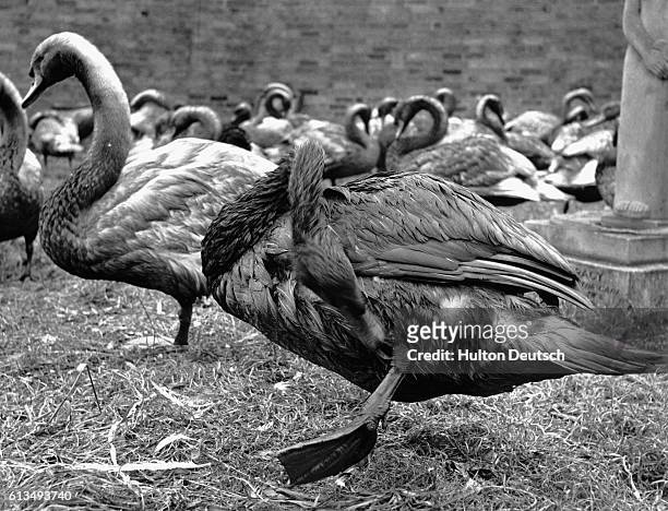 Swans affected by the sinking of a tug loaded with oil in the Thames, are taken to the RSPCA swannery. Here they are cleaned and released back into...