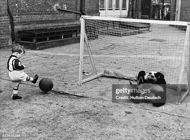 Ming, the baby giant panda, plays football at London Zoo, 1939.