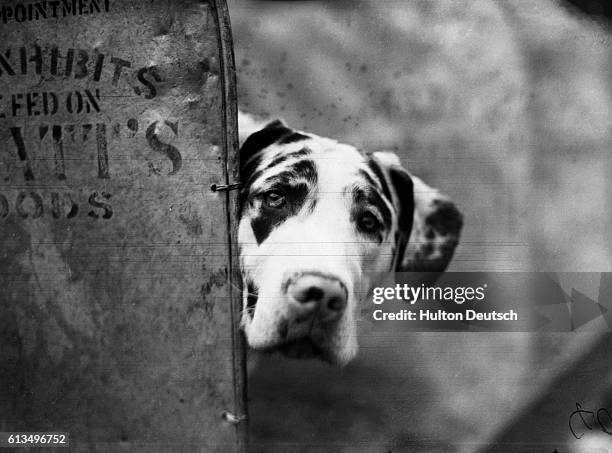 Zastur of Sudbury, a great dane owned by Mrs. F. Hatfield, peers out from its bay at the Kensington Canine Society's dog show.