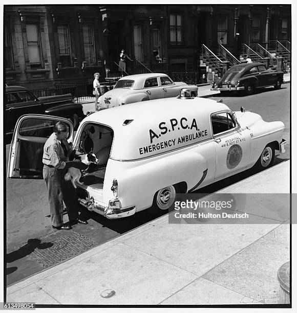Worker for the American Society for the Prevention of Cruelty to Animals lifts a dog into the back of his van for transportation to the society's...