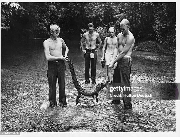 Group of American soldiers show off a crocodile they caught when they went fishing in Guadalcanal during a lull in fighting in World War II. They...