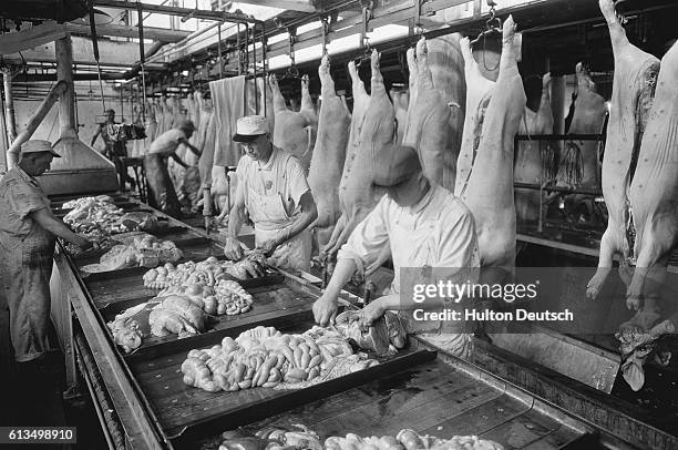Employees of the Federal Meat Inspection Service check over the internal organs of pigs.