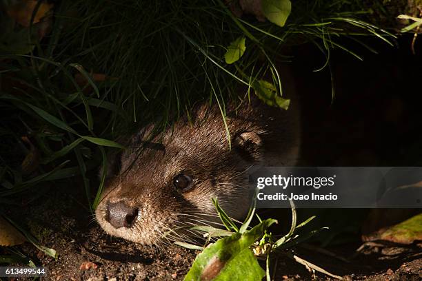 detail shot of a lontra - lontra stock pictures, royalty-free photos & images
