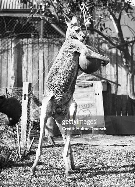 Boxing kangaroo in Sydney, Australia.