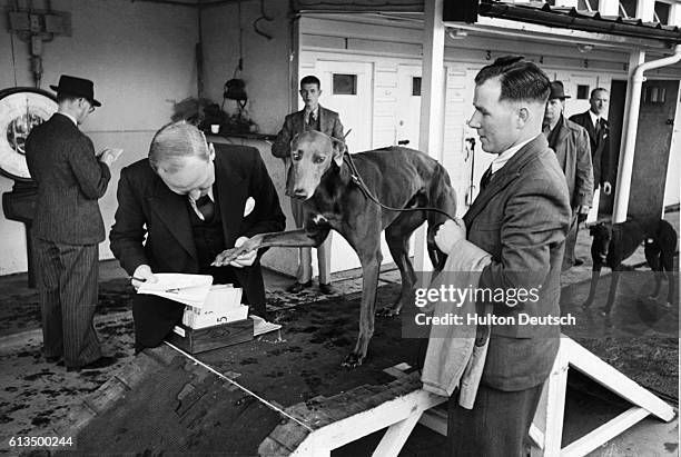 This race official checks the paws of every racing greyhound before they can compete, ensuring proper identity in much the same way as fingerprinting.