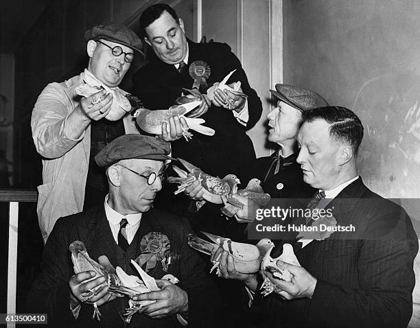 Ten racing pigeons which took part in the Battle of Britain at a charity exhibition for "Aid to Russia Fund" at Walworth, England, 1942. | Location:...