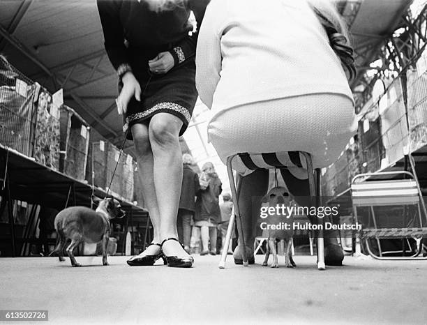 Two chihuahuas wait with their owners for the judges at Cruft's All-Champion Dog Show at the Olympia, London, England, UK.