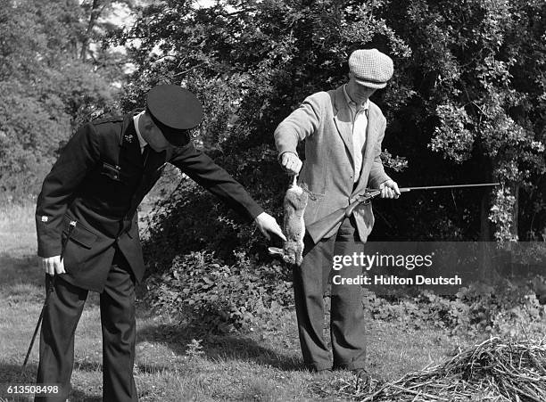 An inspector from the Royal Society for the Prevention of Cruelty to Animals examines a diseased rabbit shot during an organized shoot to prevent the...