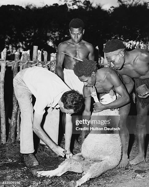 New Guinean islanders restrain a sheep while it is injected by Doctor Victor Ball.