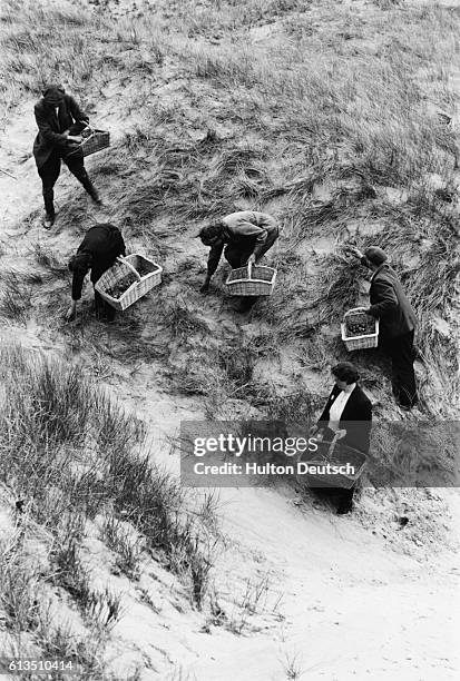 Group of women gather gulls eggs on the Cumbrian coastline. The eggs would provide an important nutritional element to the war time diet. Cumbrian...