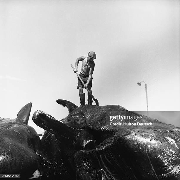 Flensing Flensing Photos and Premium High Res Pictures - Getty Images