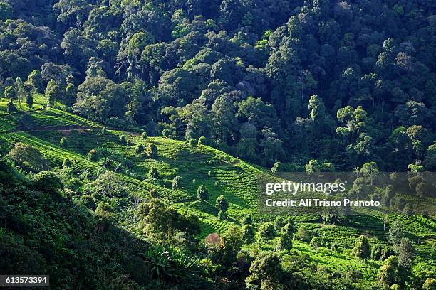 tea plantation in puncak pass, west java. 1 hour from bogor city. - puncak pass stock pictures, royalty-free photos & images