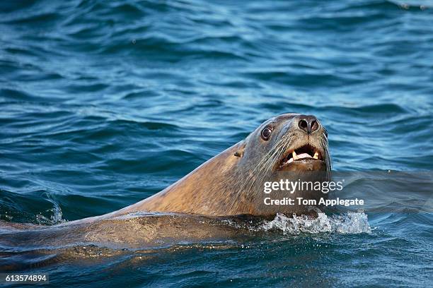 steller sea lion - san juan islands seal stock pictures, royalty-free photos & images