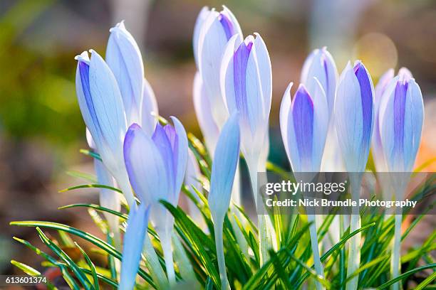 Spring Busting Out Flower Breaking Through Ground Photos and Premium High Res Pictures ...