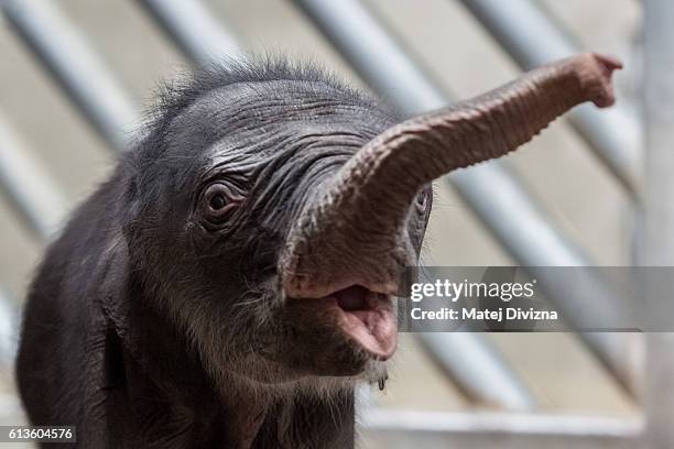 Two-old-day male baby Asian elephant stands next to his mother Tamara in their enclosure at Prague Zoo on October 9, 2016 in Prague, Czech Republic....