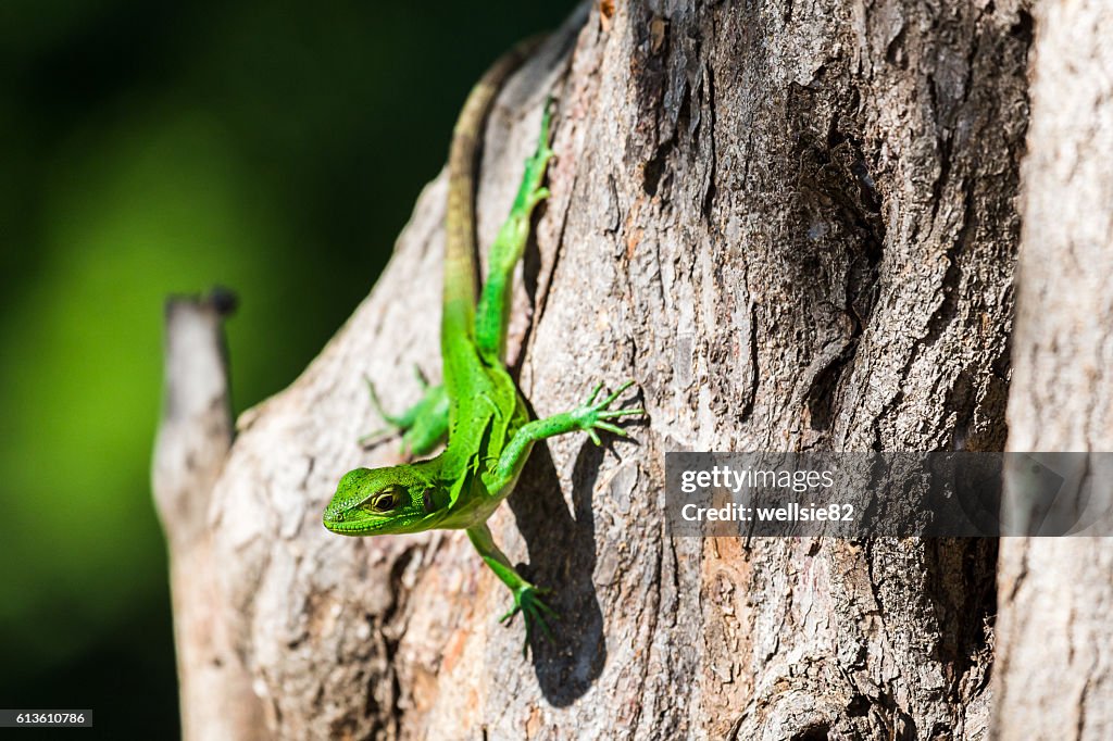Green spiny lizard on a tree