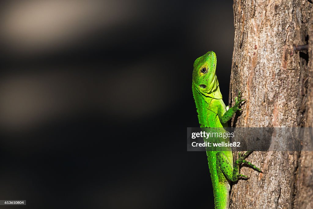 Green spiny lizard clings to a tree