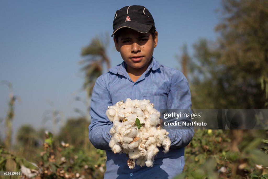 Egypt's annual cotton harvest