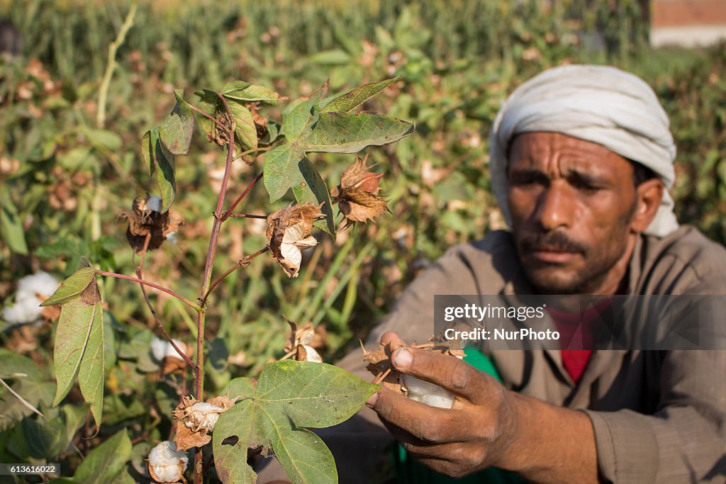 Egypt's annual cotton harvest