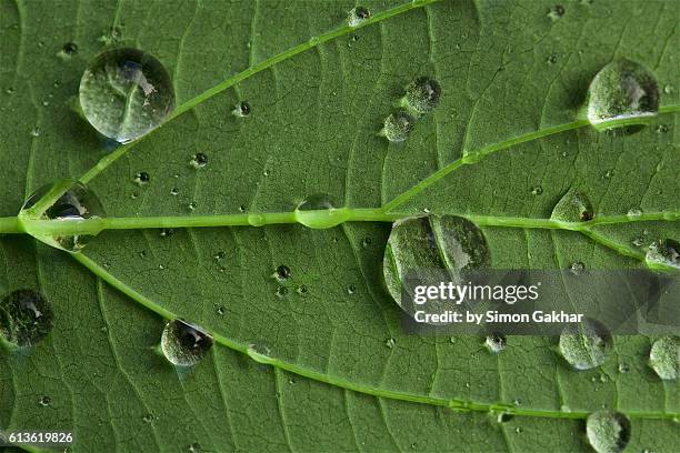 leaf close up with droplets - photosynthesis 個照片及圖片檔