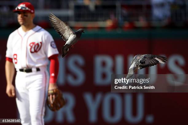 Birds fly on the field while Danny Espinosa of the Washington Nationals looks on against the Los Angeles Dodgers in the seventh inning during game...