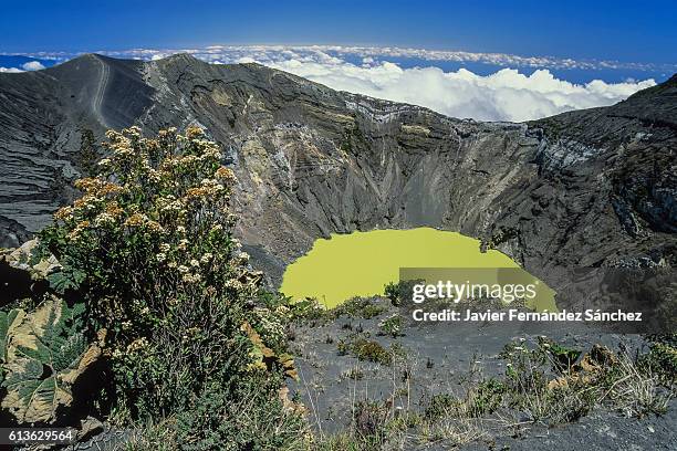 the crater of the volcano summit of irazu (3432 m.) with its sulfurous lagoon, protrudes above the clouds. in the foreground a gigantic plant leaves, typical of this area of cloud forests, the umbrella poor (gunnera insign - gunnera plant fotografías e imágenes de stock