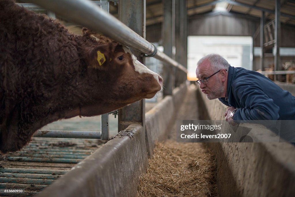 Farmer examining his herd