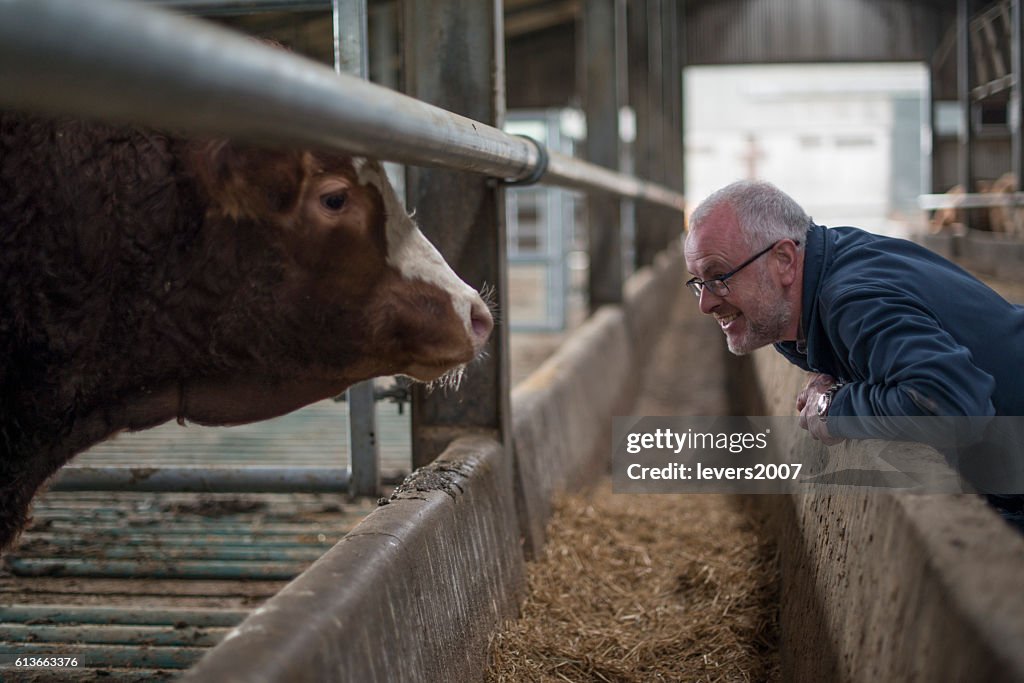 Farmer examining his herd