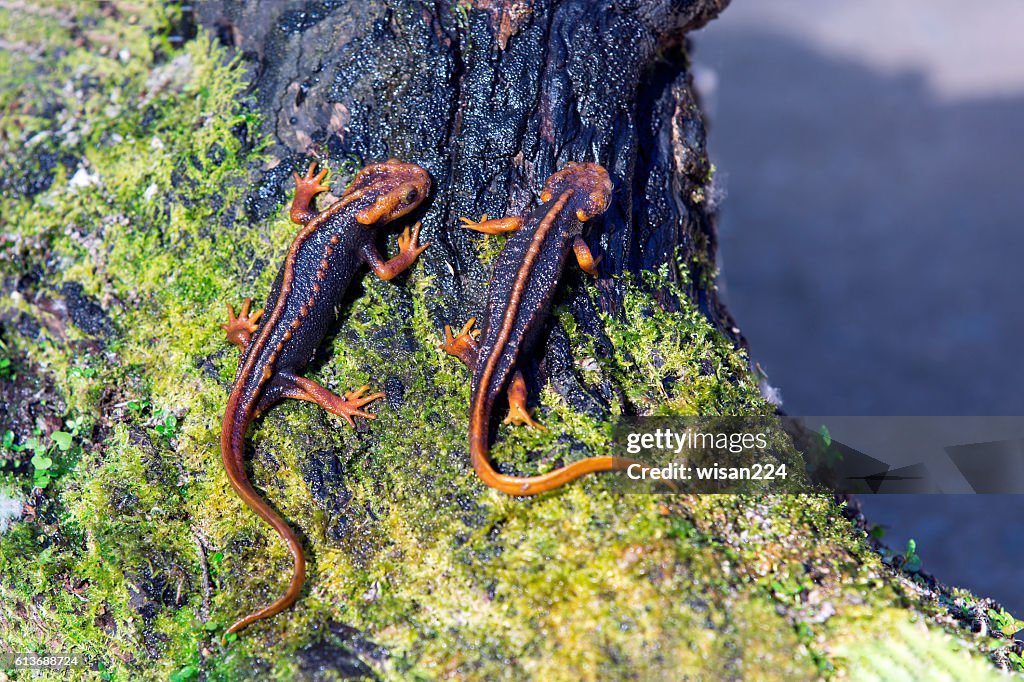Two Saramander, Cloud Forest