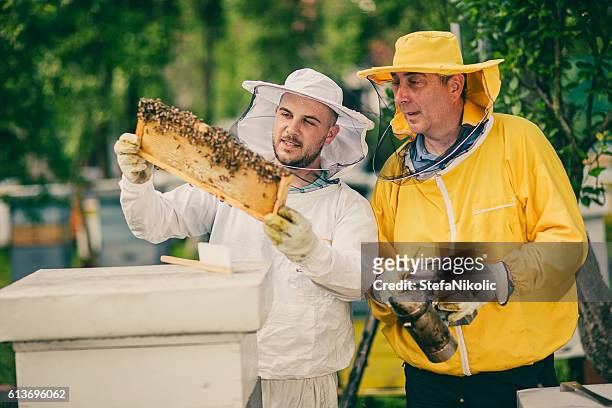 two beekeepers checking the honeycomb of a beehive - apiculture stock pictures, royalty-free photos & images