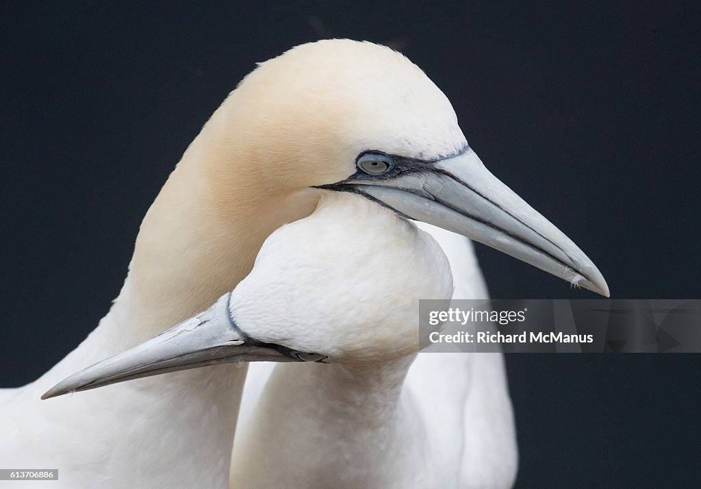 Courting northern gannets at Troup Head.